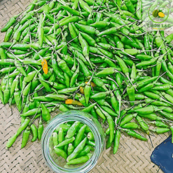 Ớt Xiêm Rừng